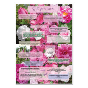 Poster "Rosen" Format A2 - Vivere Aromapflege - AromaMama